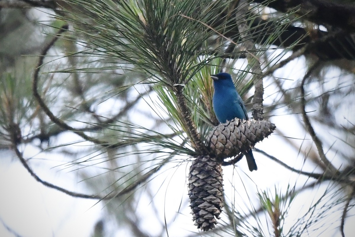Indigo Bunting - ML636253130