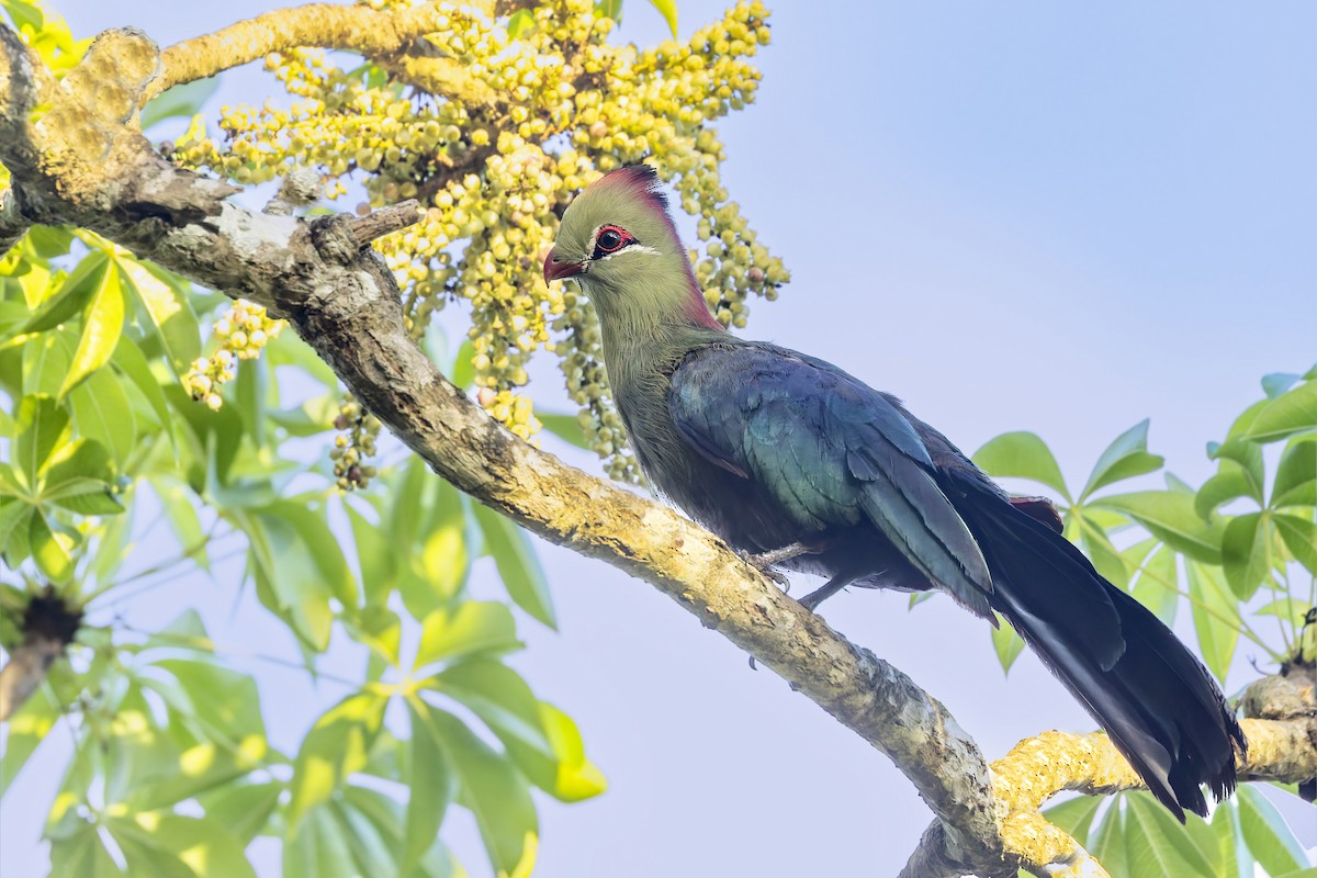 Fischer's Turaco - ML636253159