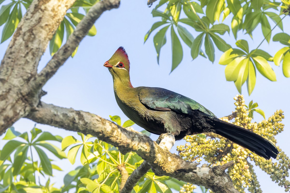 Fischer's Turaco - ML636253162