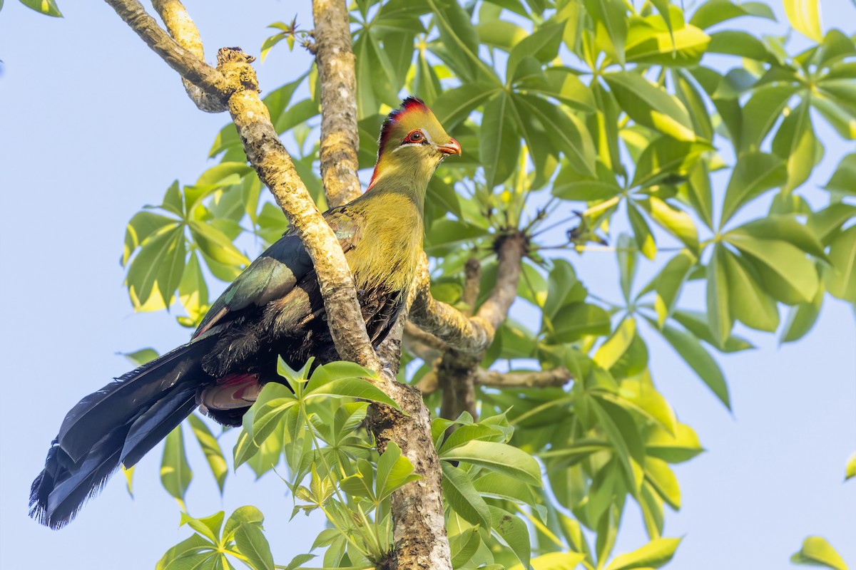 Fischer's Turaco - ML636253163