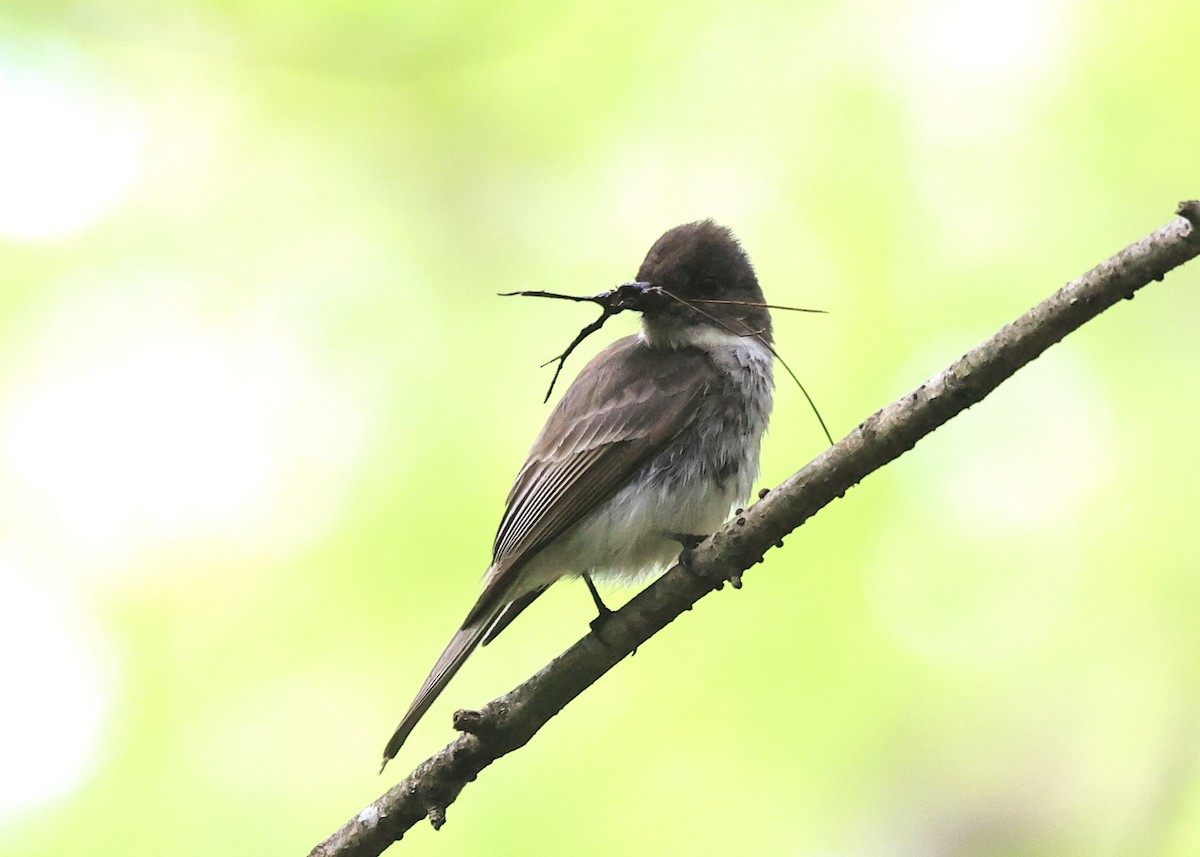 Eastern Phoebe - ML636253196