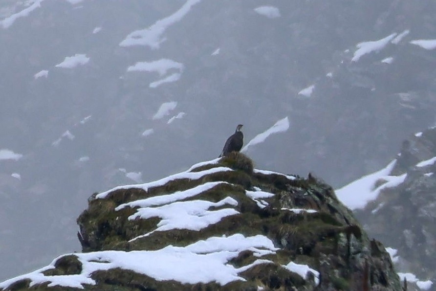 Caucasian Snowcock - ML636253224