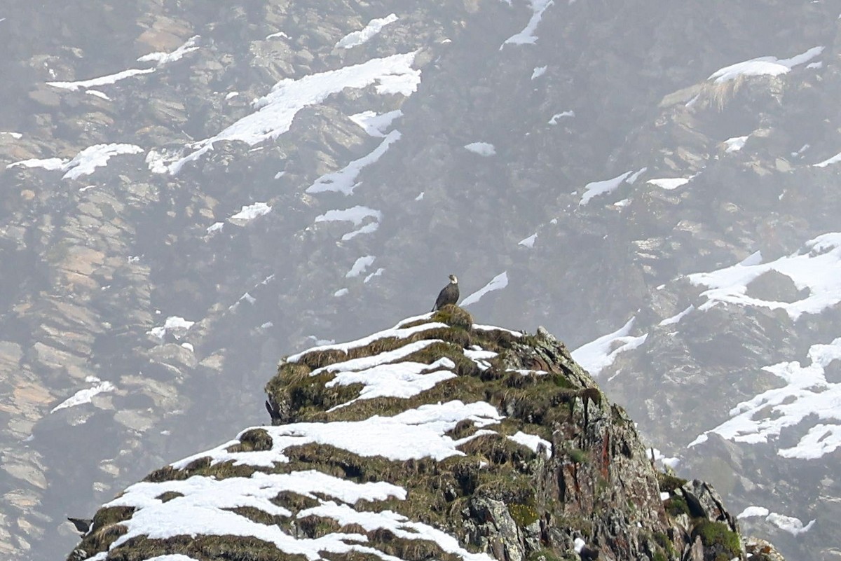 Caucasian Snowcock - ML636253225