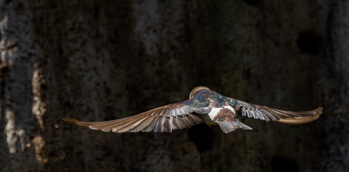 Violet-green Swallow - ML636253266