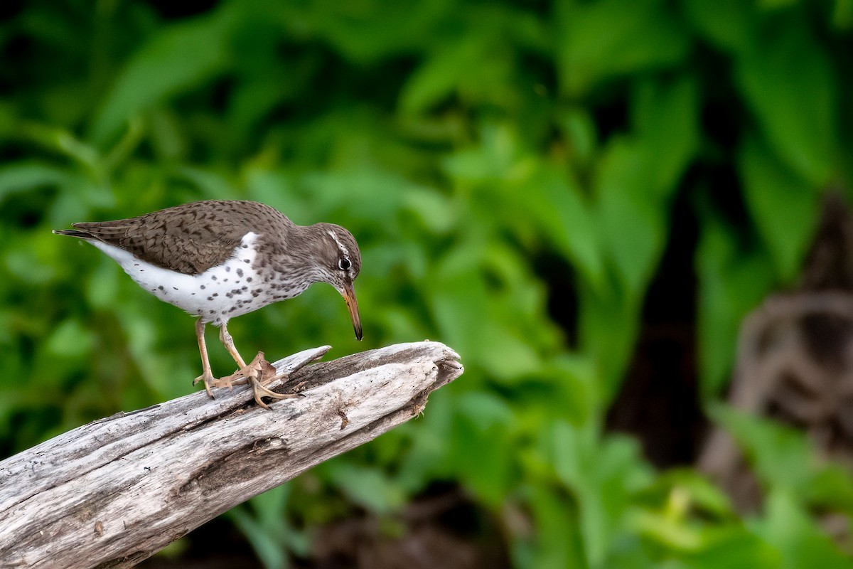 Spotted Sandpiper - ML636253283