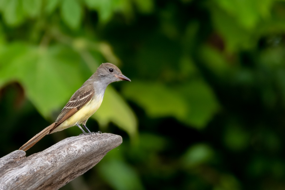 Great Crested Flycatcher - ML636253290