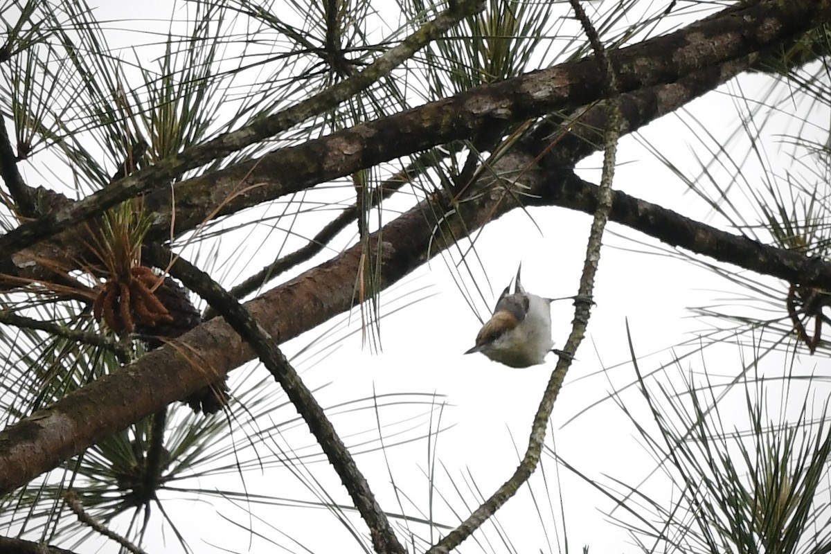 Brown-headed Nuthatch - ML636253299