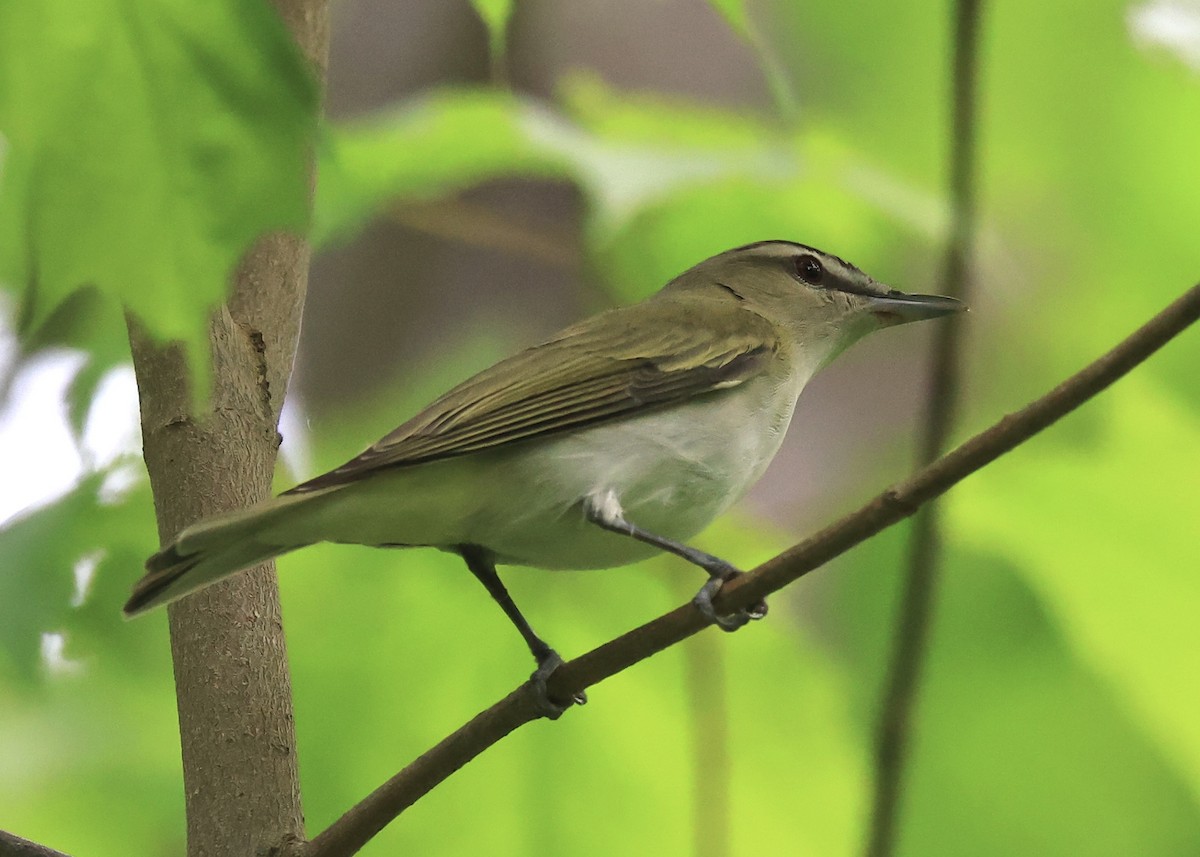 Red-eyed Vireo - ML636253300