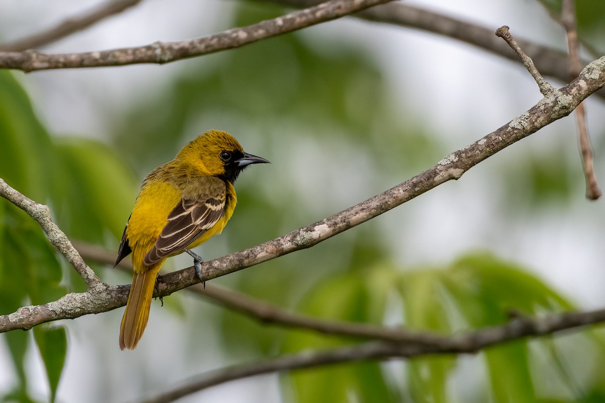 Orchard Oriole - ML636253340