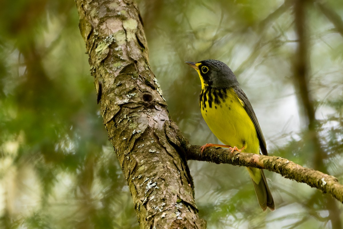 Canada Warbler - ML636253357