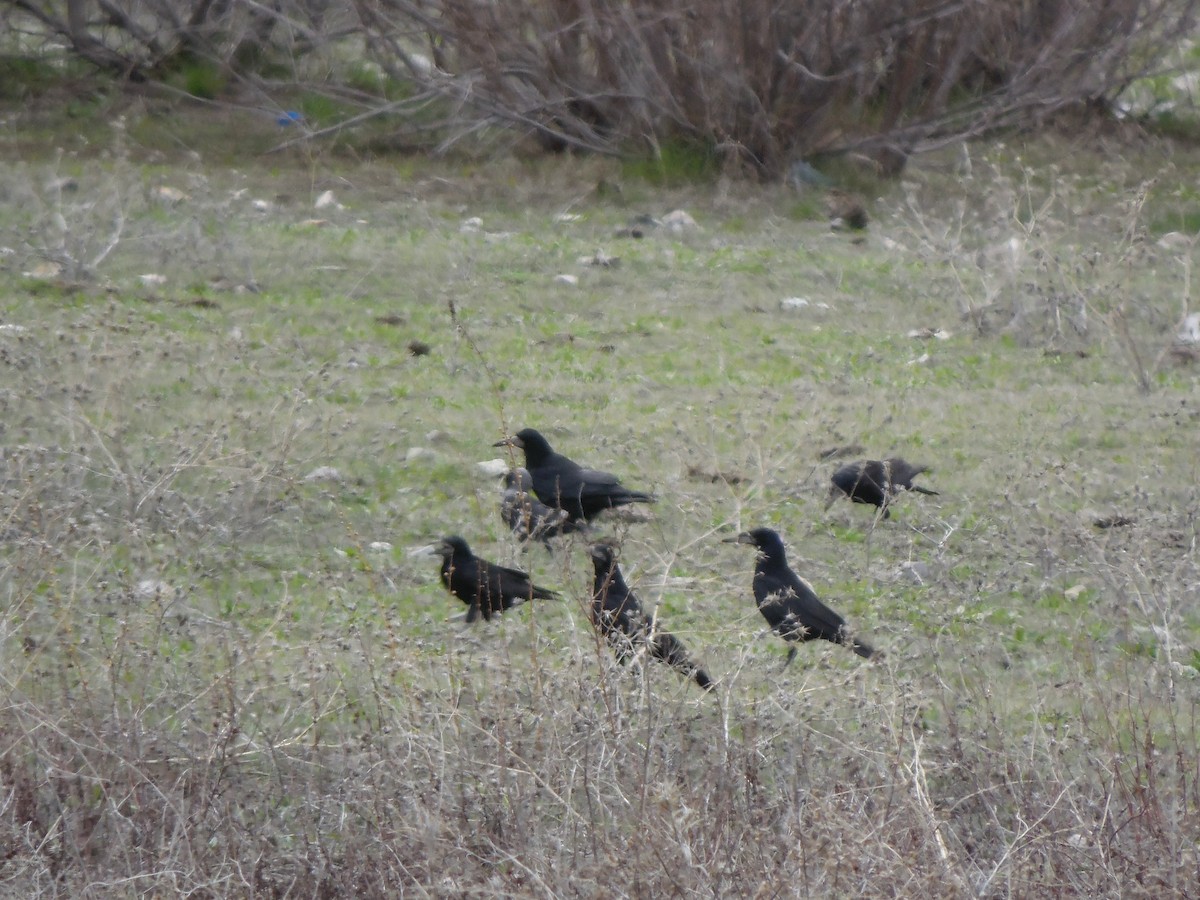 crow sp. - ML636253364