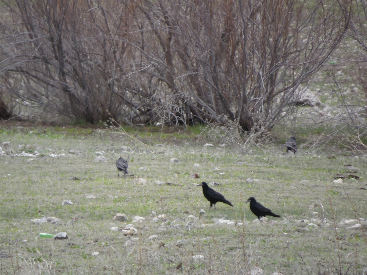 crow sp. - ML636253365