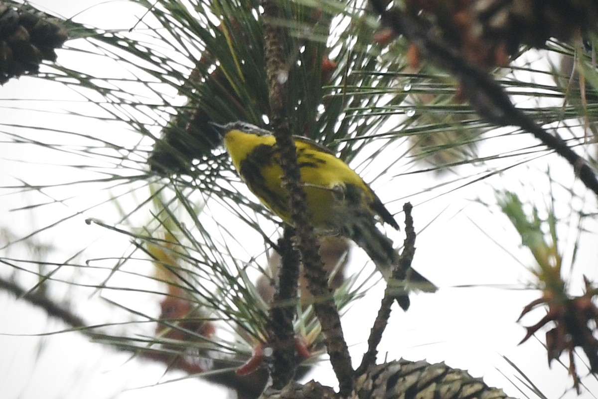 Magnolia Warbler - ML636253487