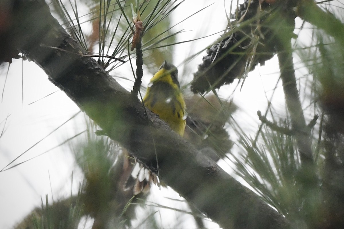 Magnolia Warbler - ML636253488