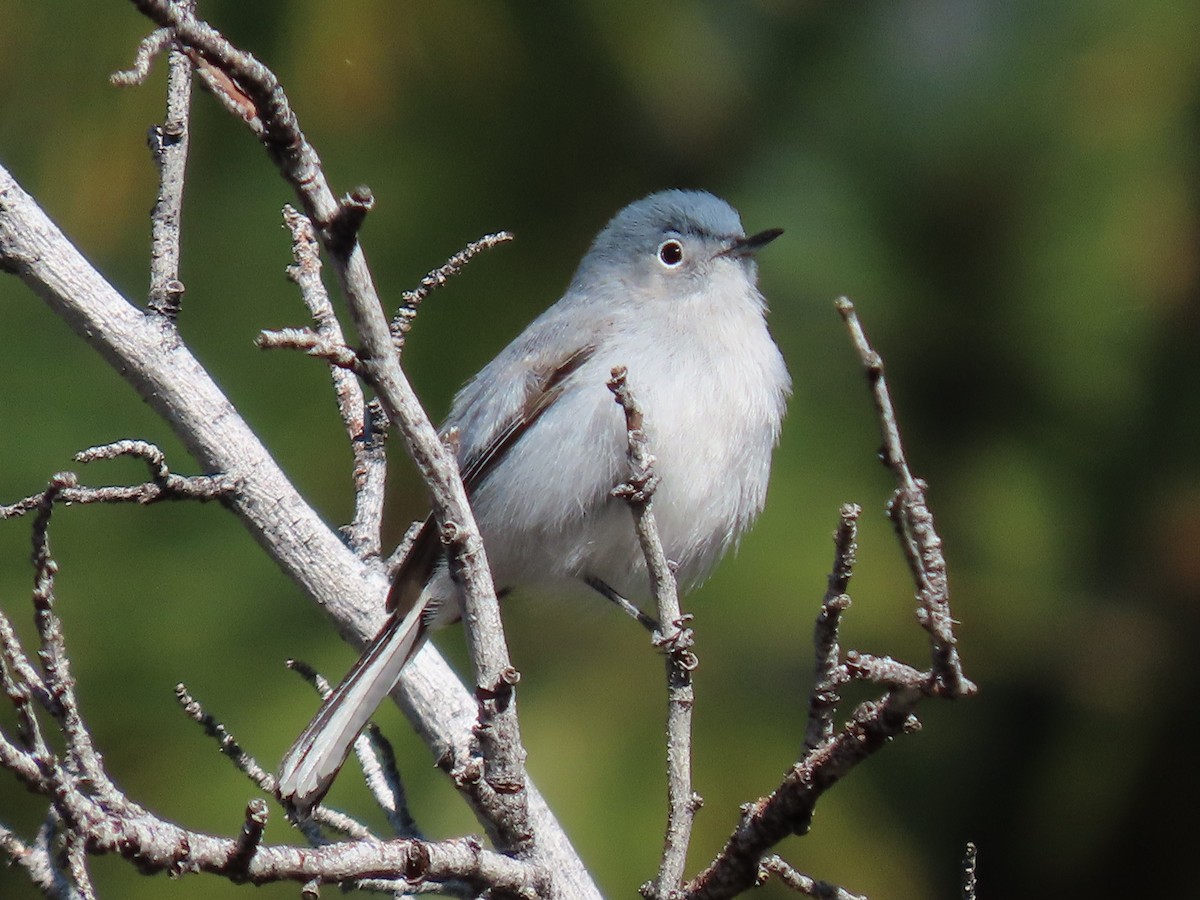 Blue-gray Gnatcatcher - ML636253578