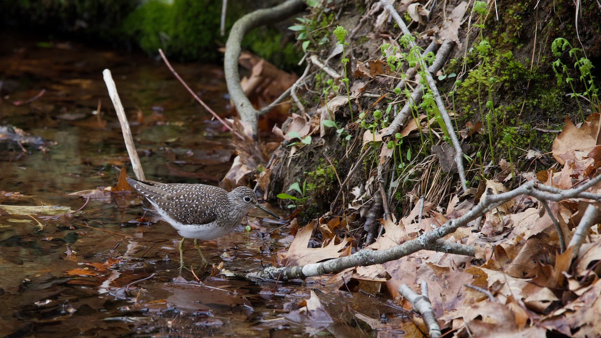 Solitary Sandpiper - ML636253632