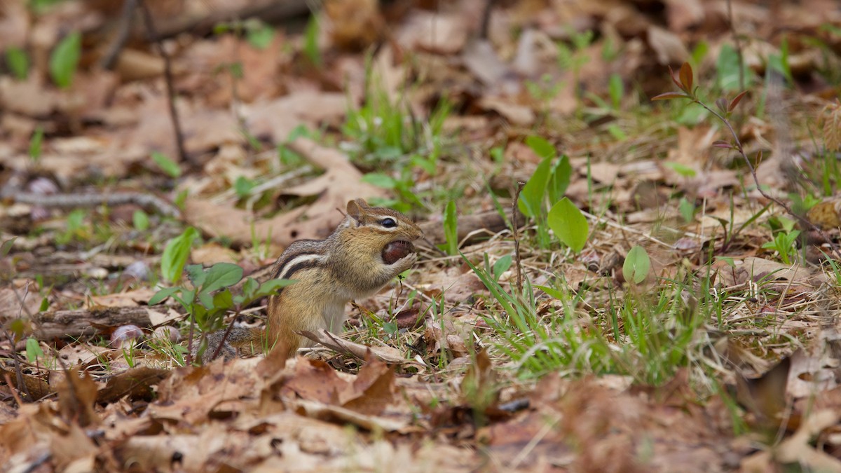 Eastern Chipmunk - ML636253757