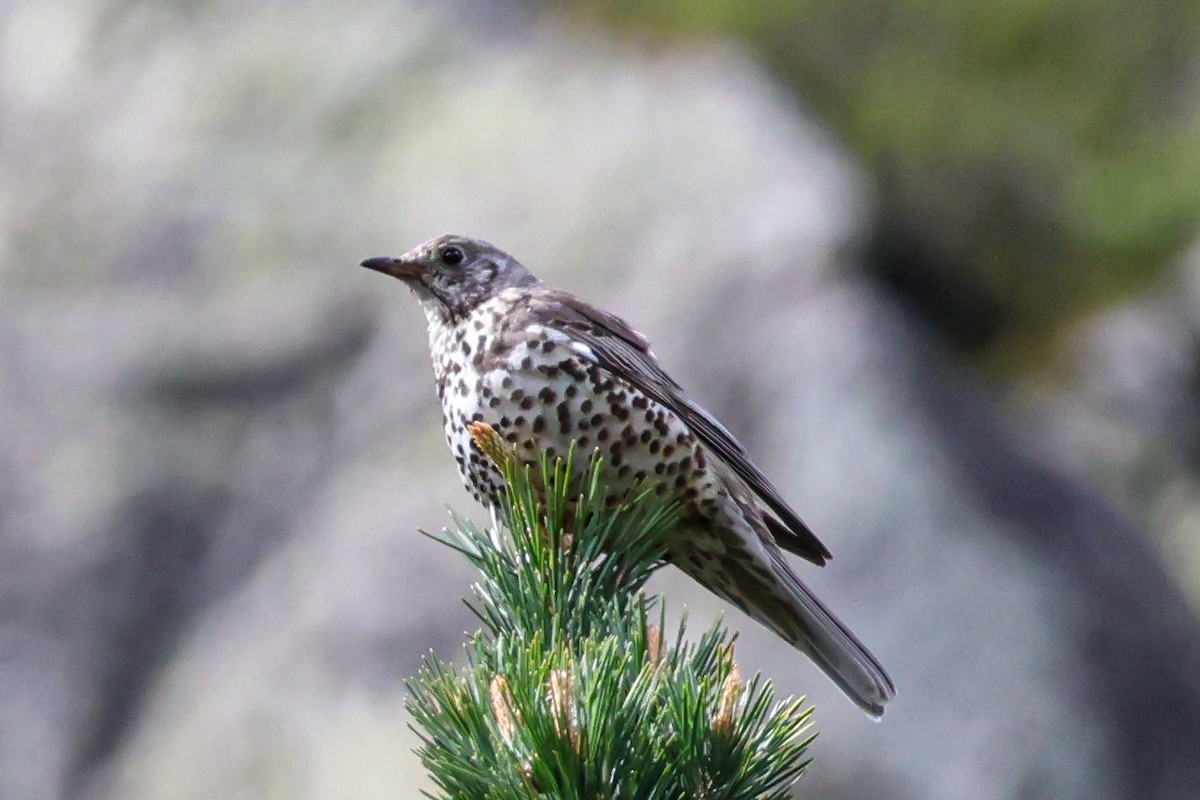 Mistle Thrush - ML636253765