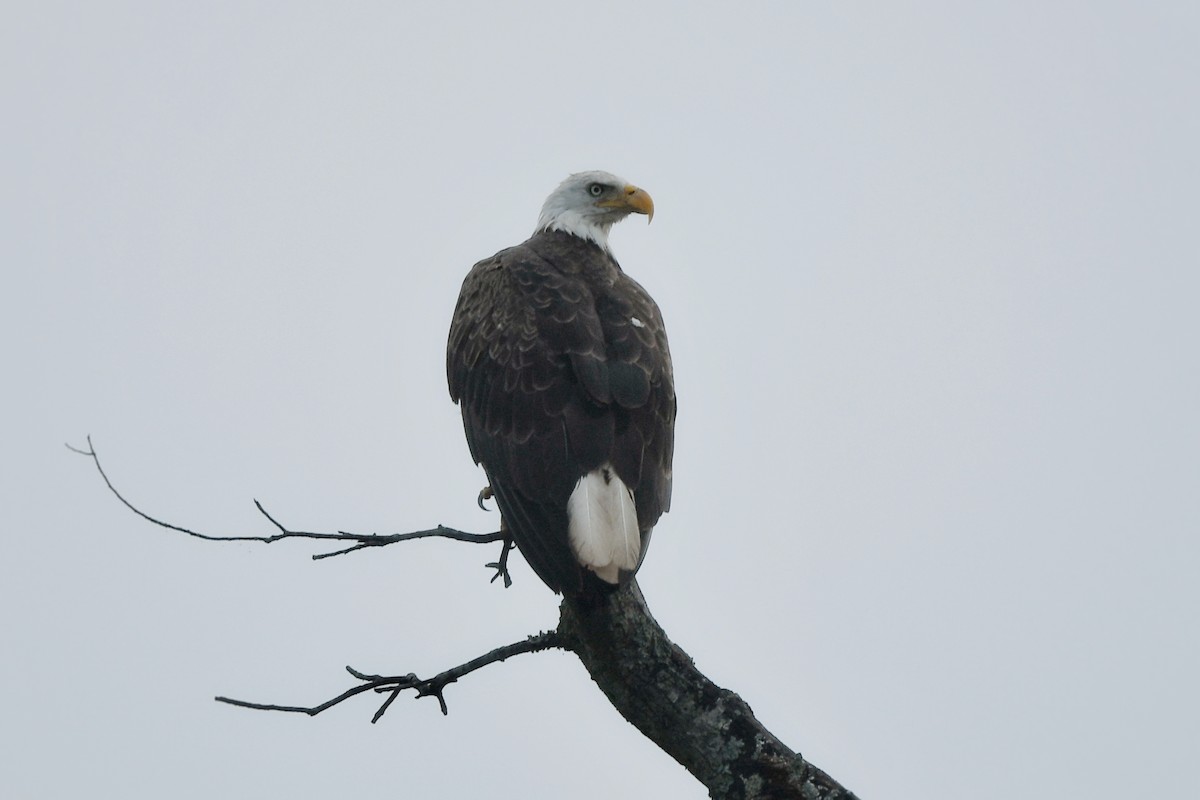 Bald Eagle - ML636253767