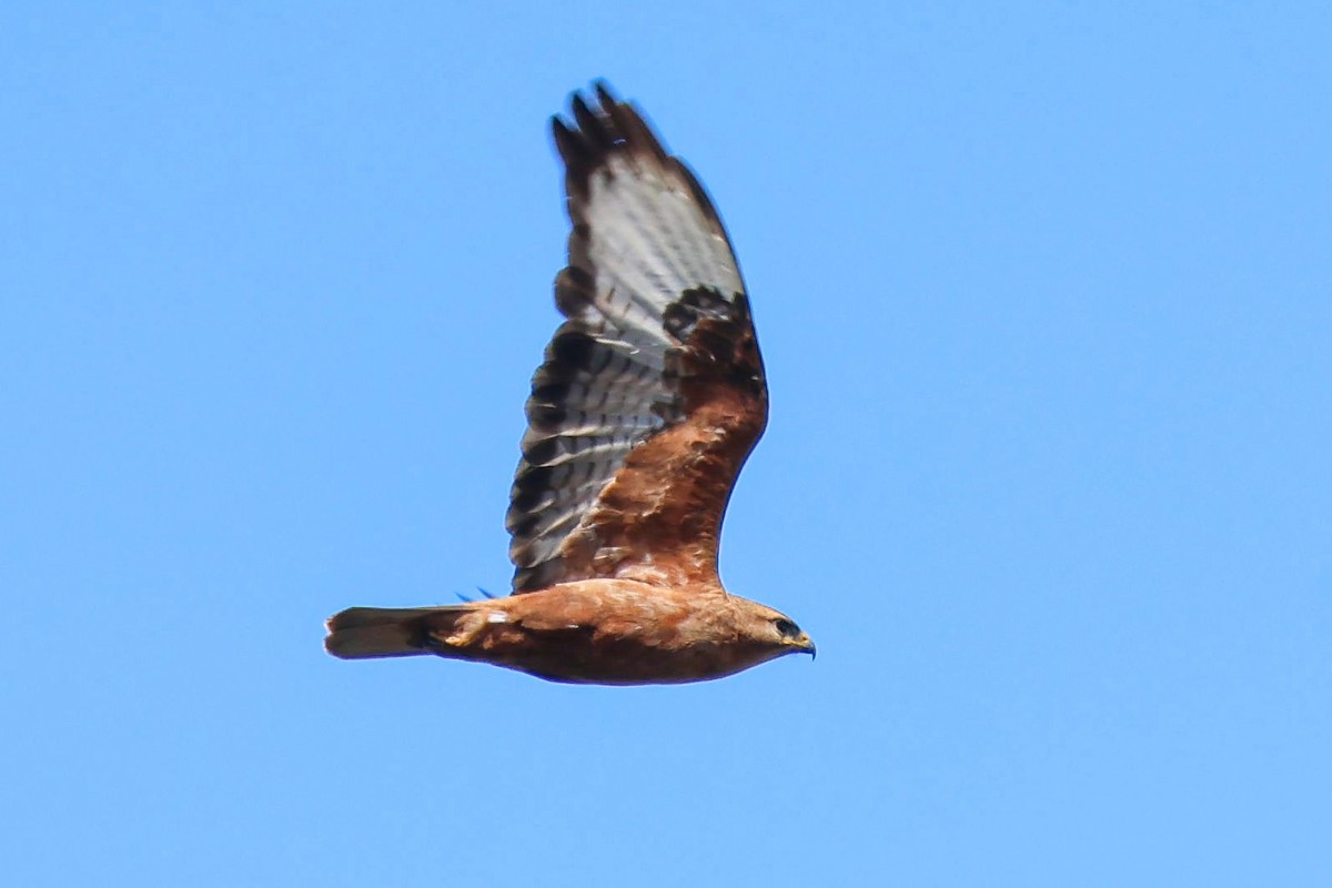 歐亞鵟(vulpinus/menetriesi) - ML636253882
