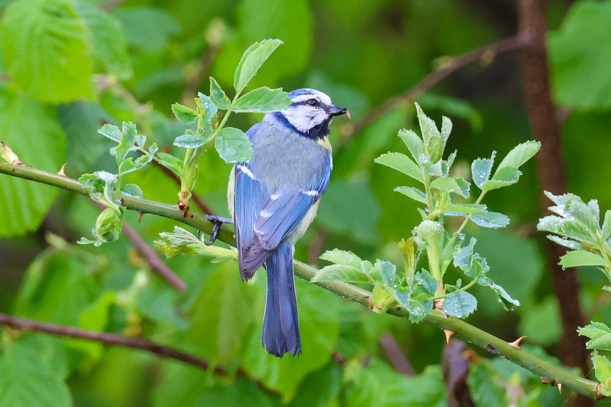 Eurasian Blue Tit - ML636253931