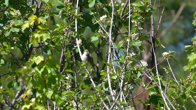 Warbling Vireo - ML636253978