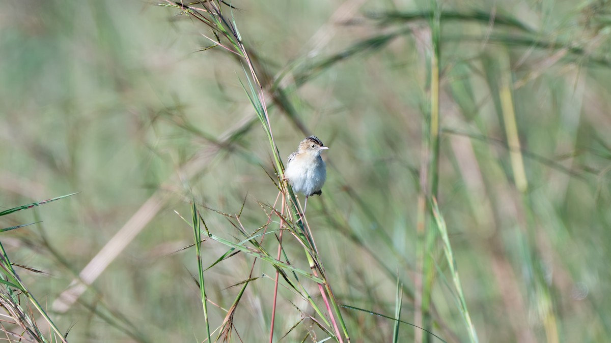 Pectoral-patch Cisticola - ML636254174