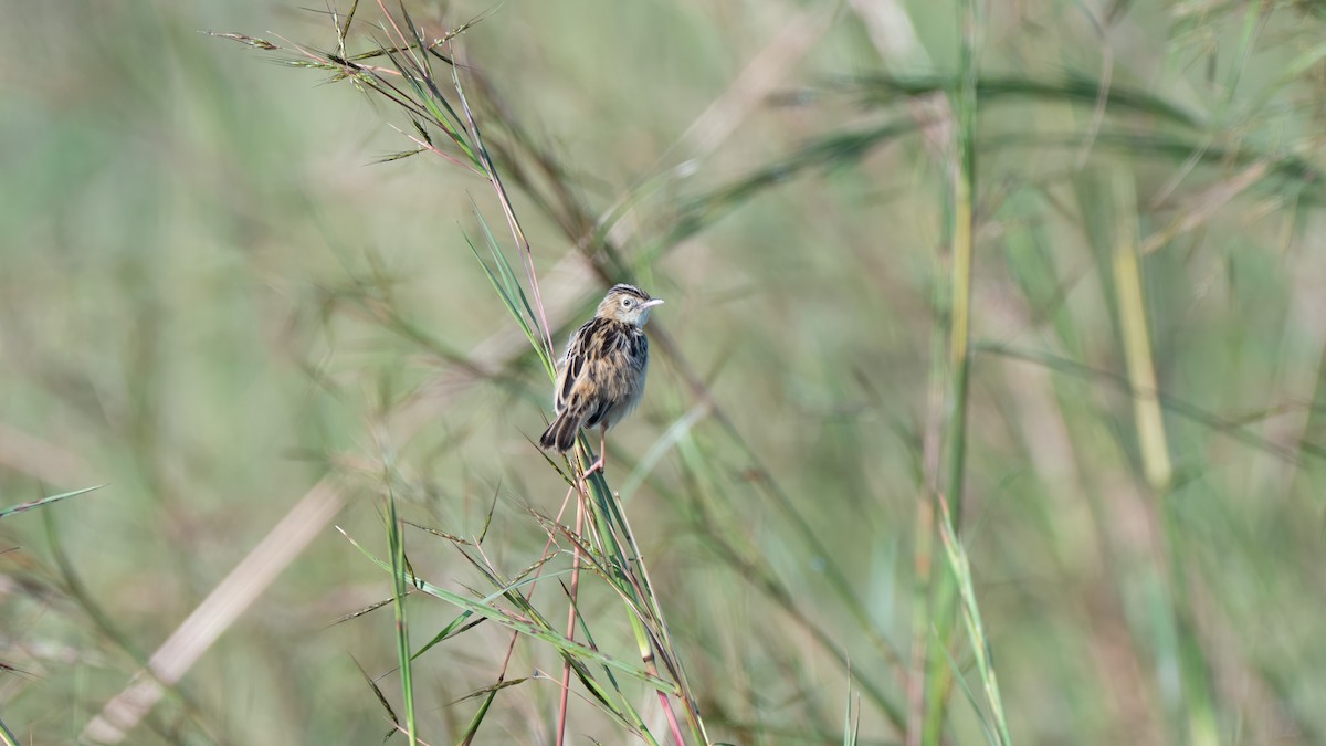 Pectoral-patch Cisticola - ML636254176