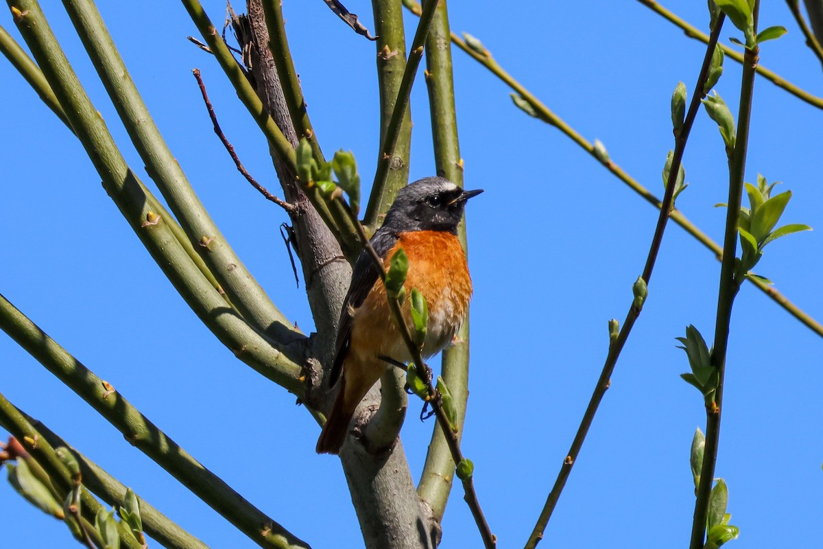 Common Redstart - ML636254276