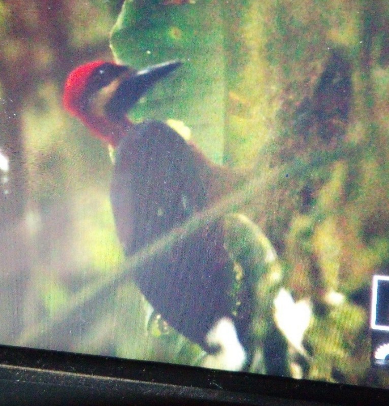 Crimson-bellied Woodpecker (Splendid) - ML636254278