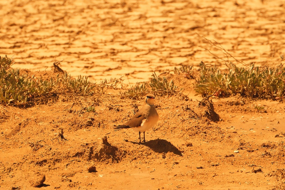 Луговая тиркушка - ML636254309