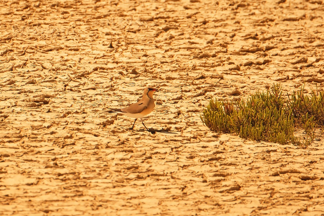 Луговая тиркушка - ML636254312