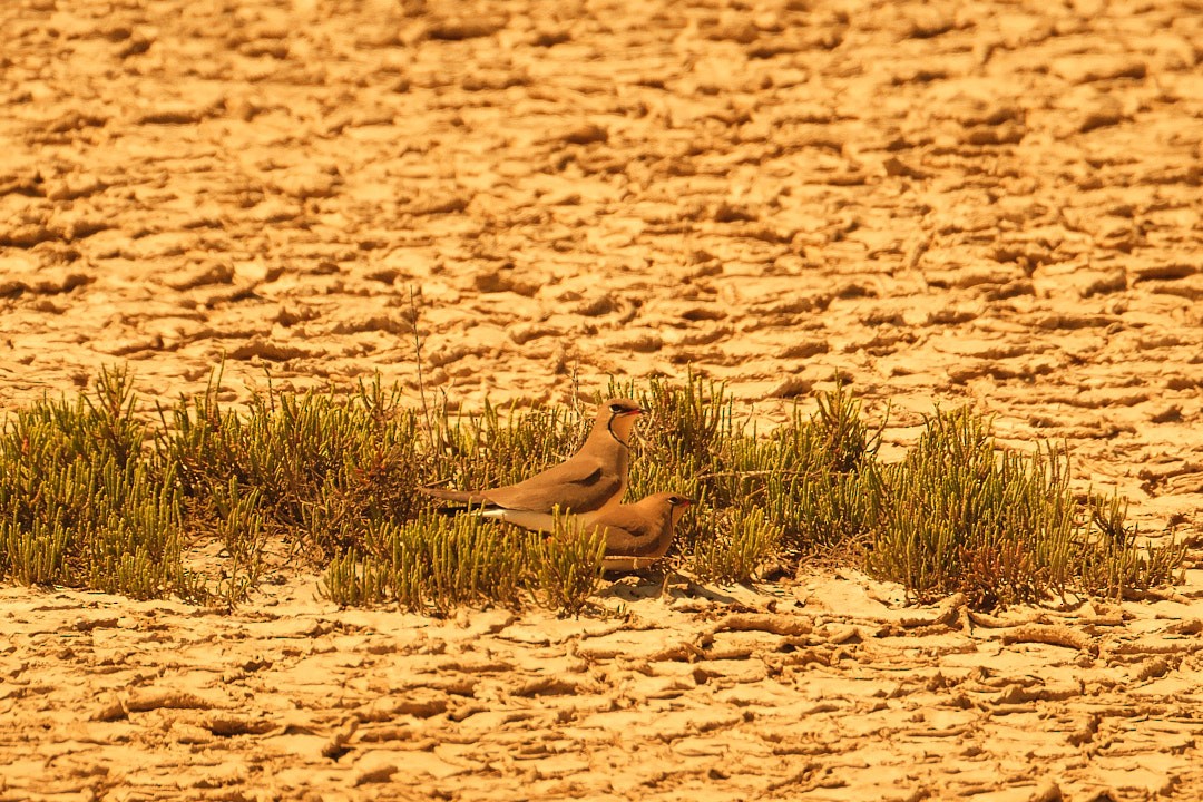 Луговая тиркушка - ML636254313