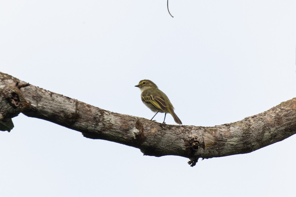 Choco Tyrannulet - ML636254316