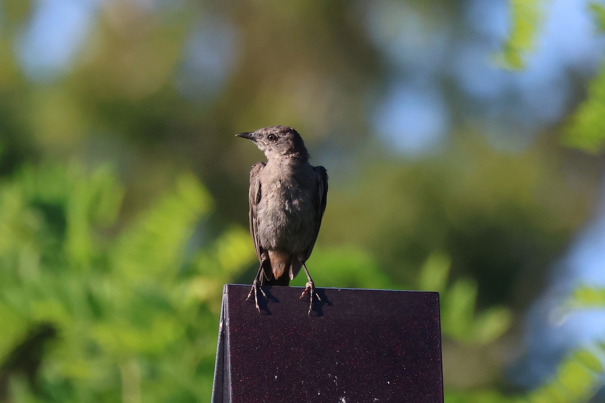 Gray Catbird - ML636254323