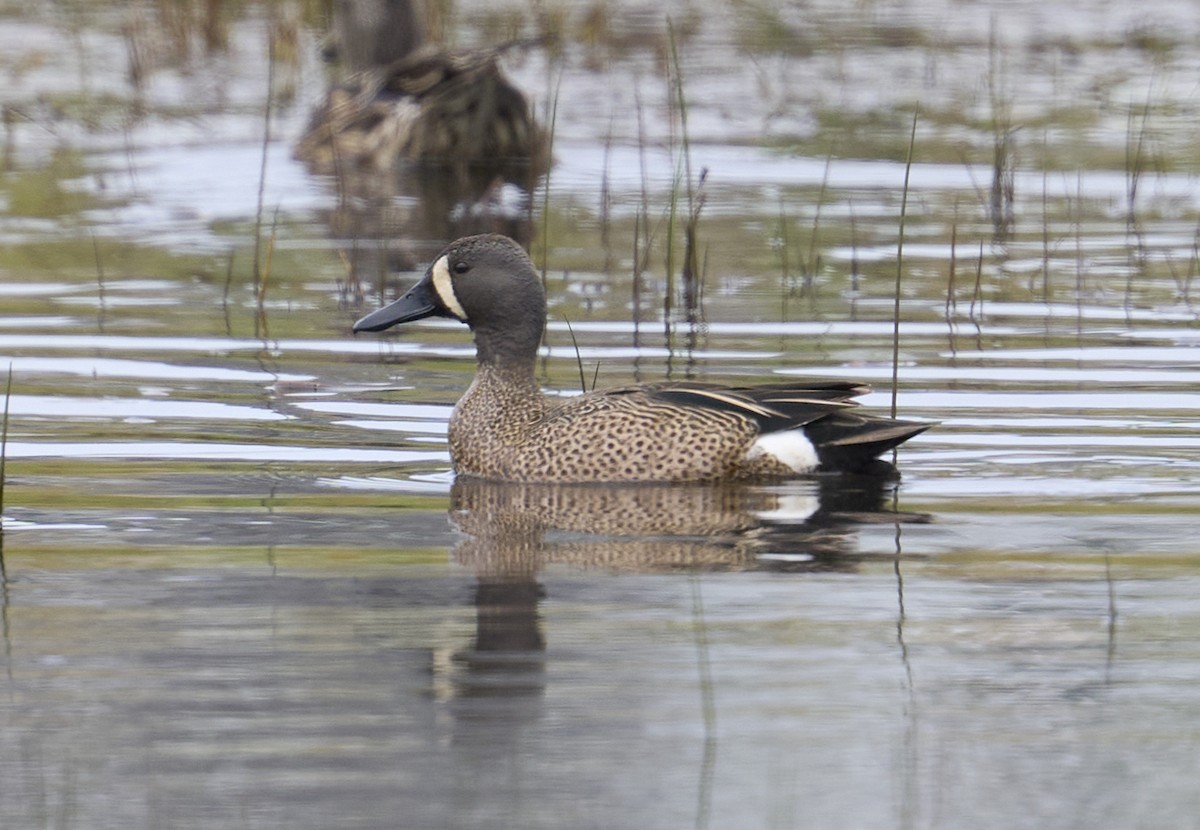 Blue-winged Teal - ML636254333