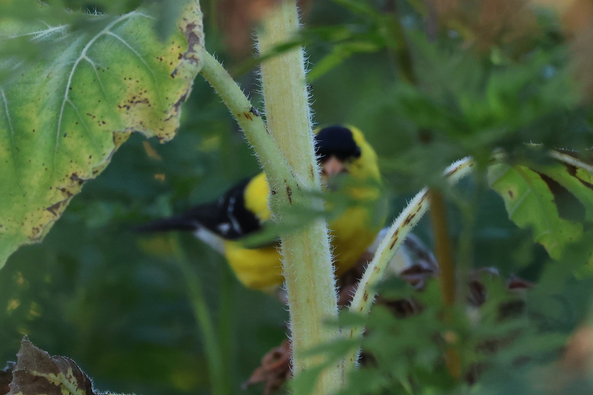 American Goldfinch - ML636254343