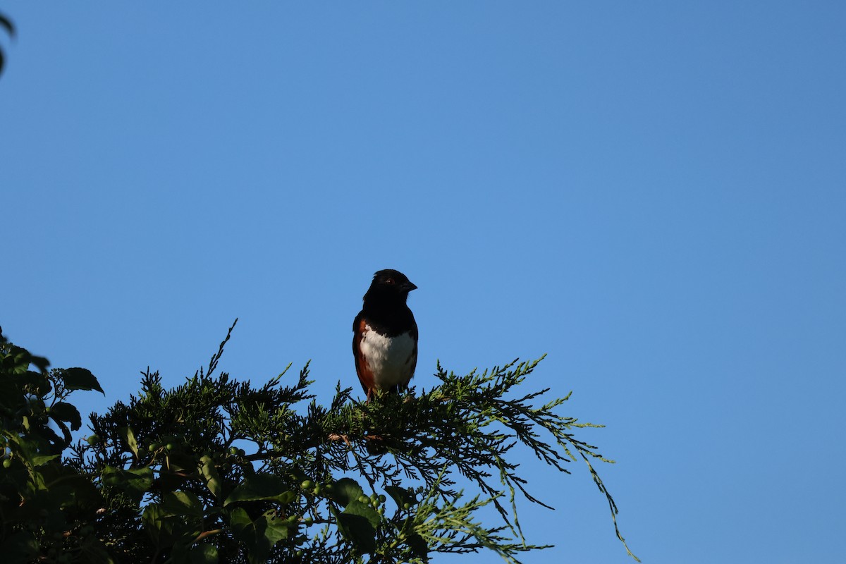 Eastern Towhee - ML636254348