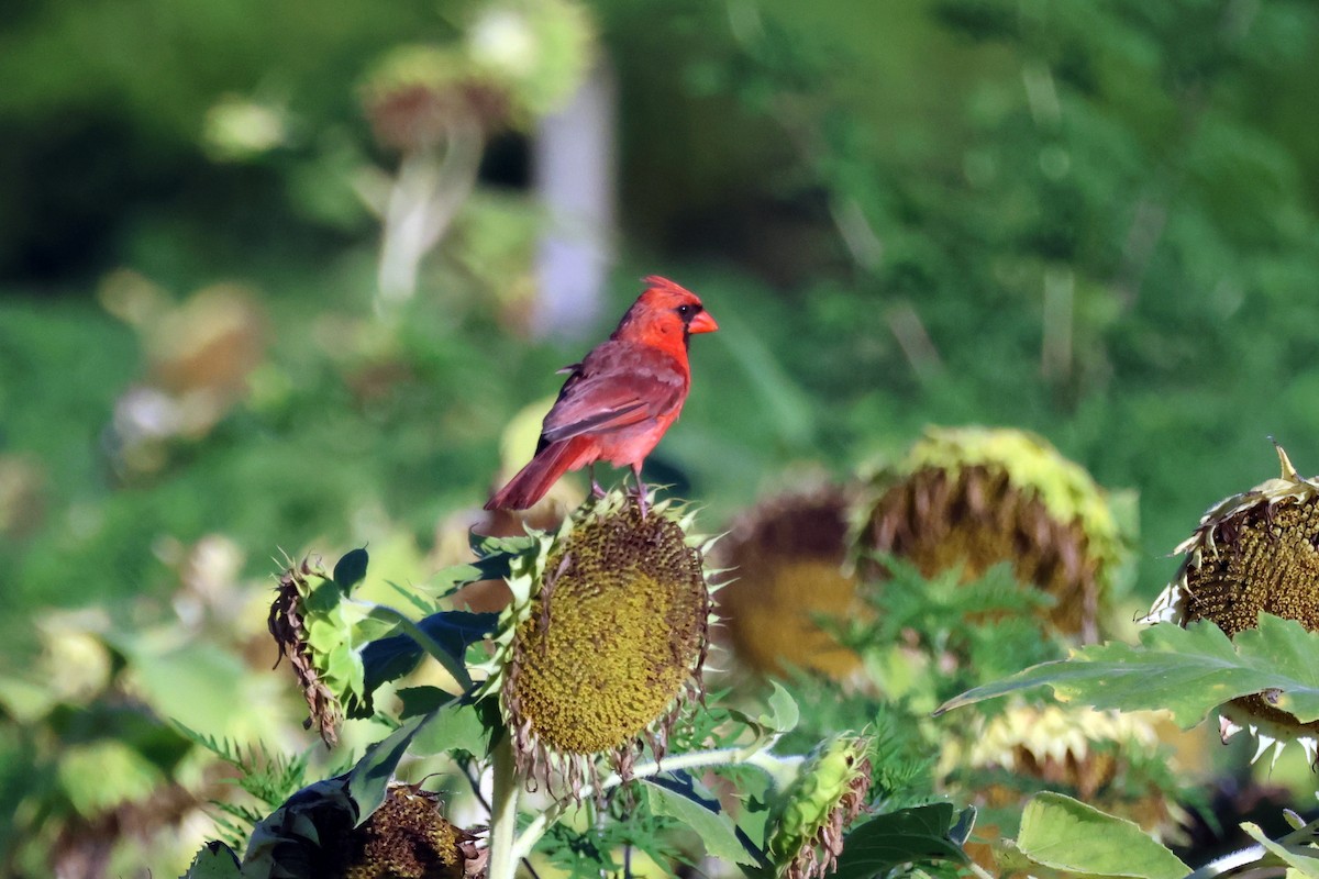 Northern Cardinal - ML636254352