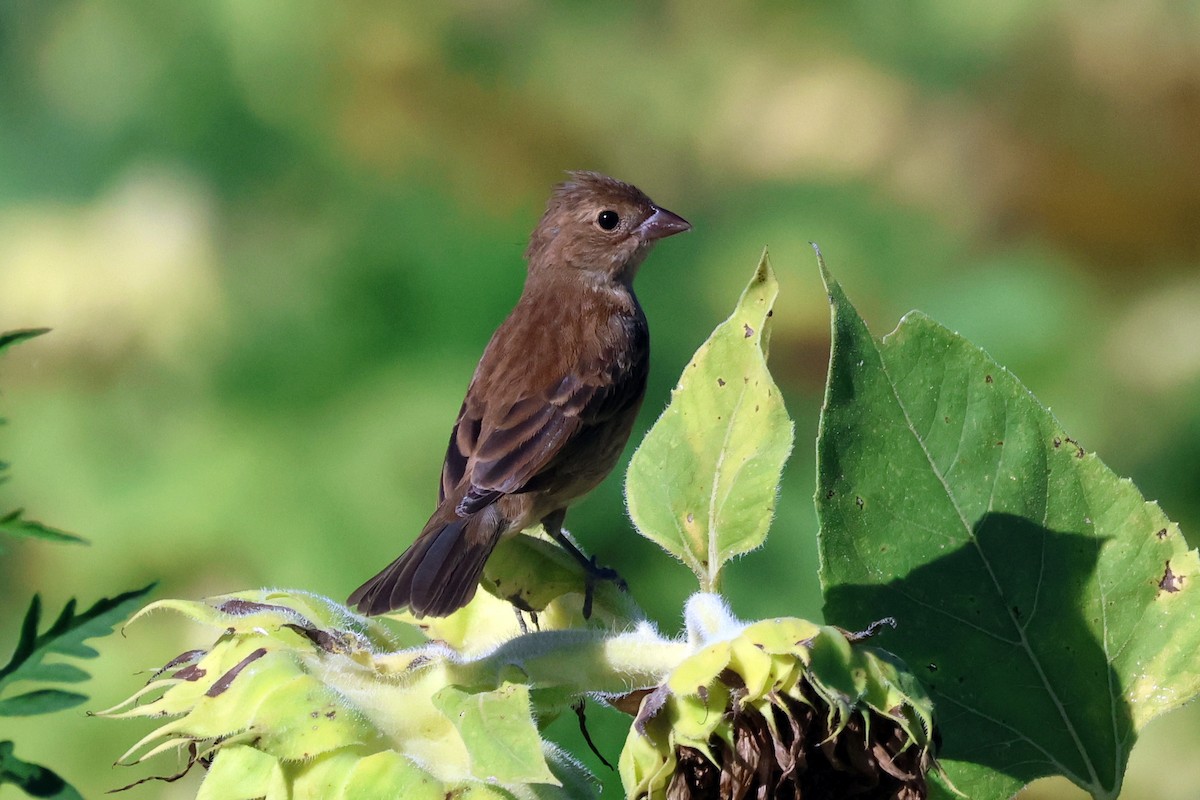 Blue Grosbeak - ML636254360