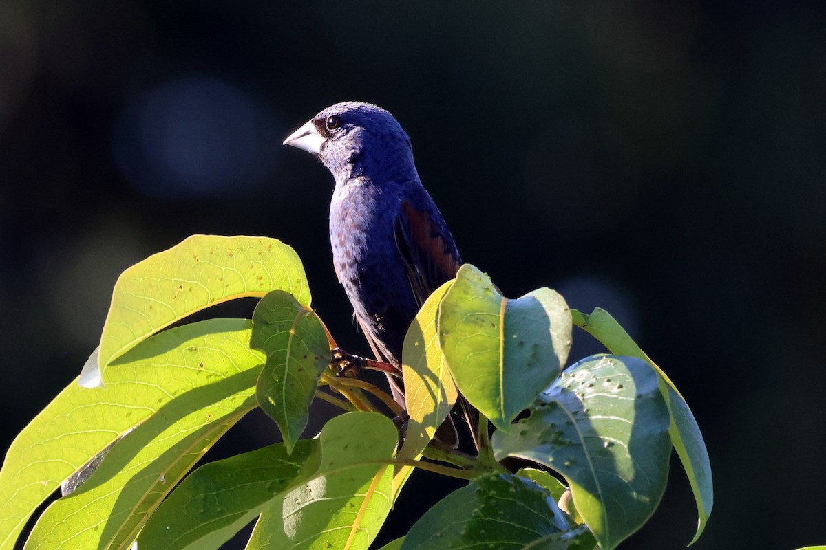 Blue Grosbeak - ML636254361