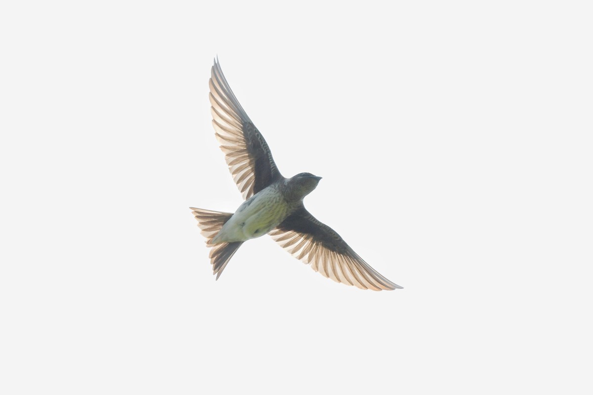 Purple Martin - ML636254753