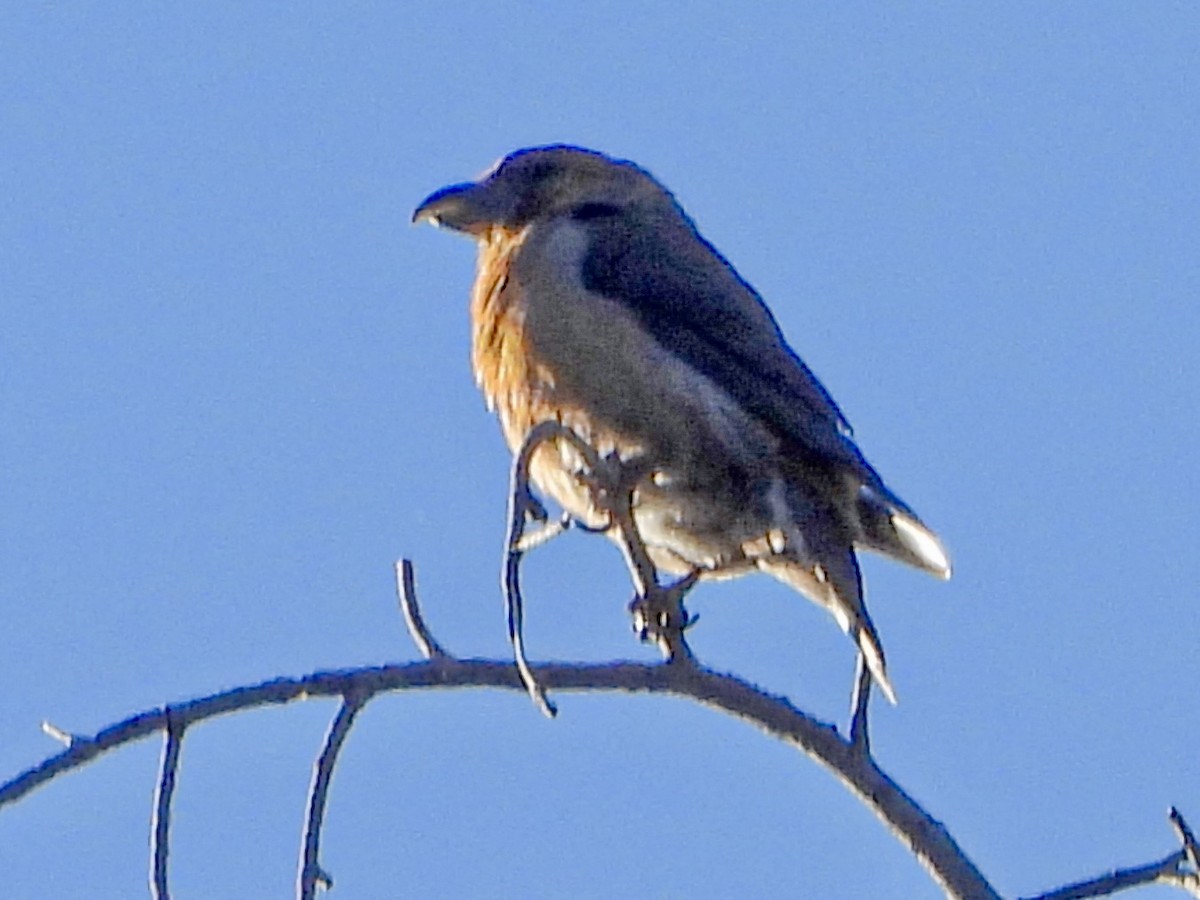 イスカ - ML636254825