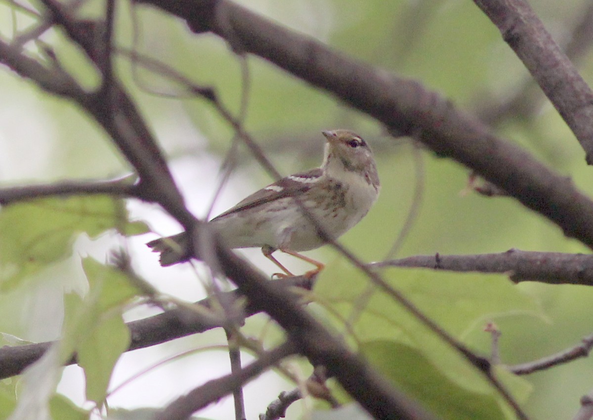 Blackpoll Warbler - ML636254890