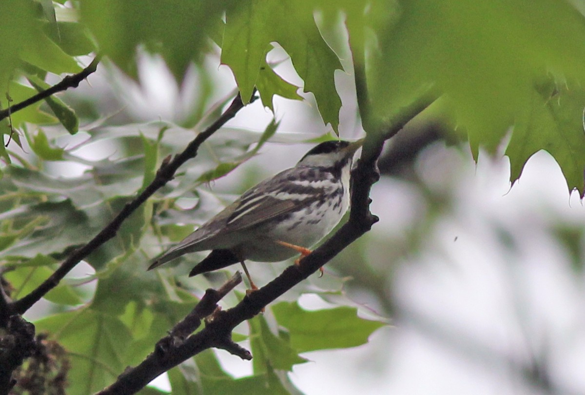 Blackpoll Warbler - ML636254891