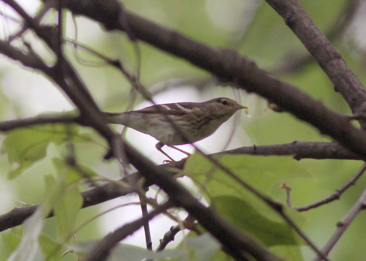 Blackpoll Warbler - ML636254893