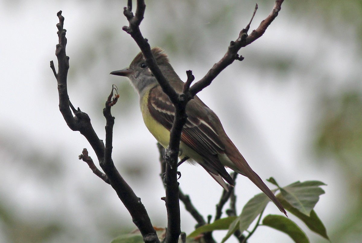 Great Crested Flycatcher - ML636254996