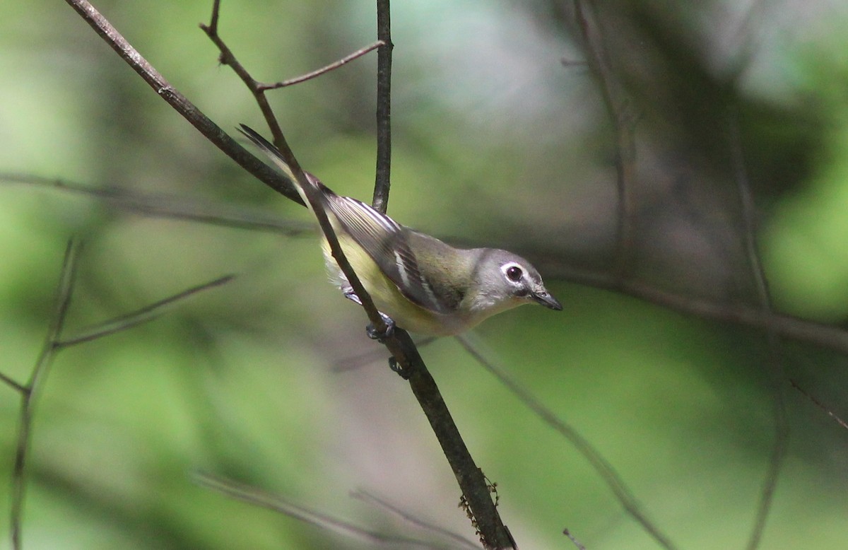 Blue-headed Vireo - ML636255003