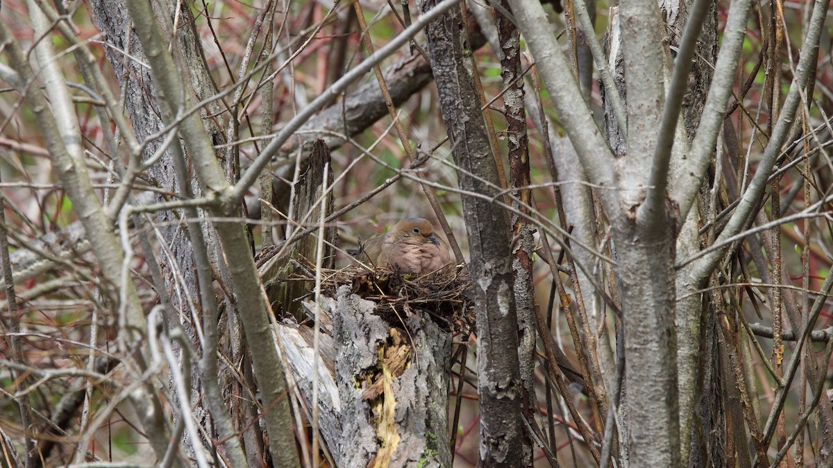 Mourning Dove - ML636255089