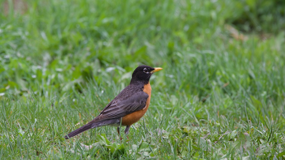 American Robin - ML636255152